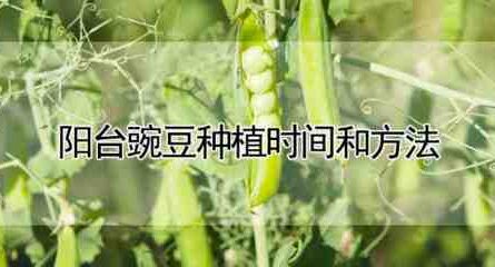 种植鸽子豌豆：初学者的鸽子豌豆种植