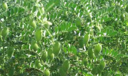 种植鹰嘴豆：初学者的孟加拉革兰氏菌种植