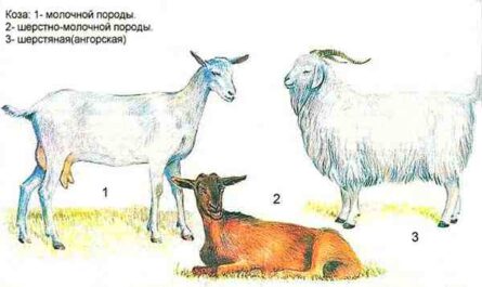 索马里山羊：特征、用途和全品种信息