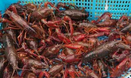 红沼泽小龙虾：特征、饲养和繁殖