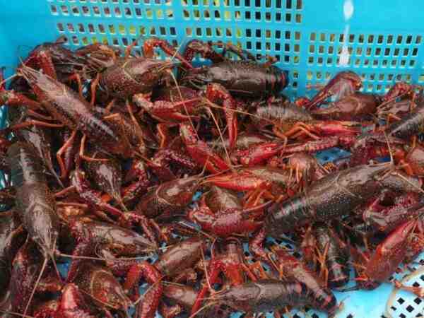 红沼泽小龙虾：特征、饲养和繁殖