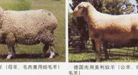 绵羊品种清单：用于商业饲养的不同类型的绵羊
