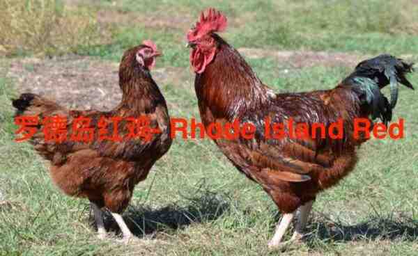 罗德岛红鸡养殖：初学者的创业计划