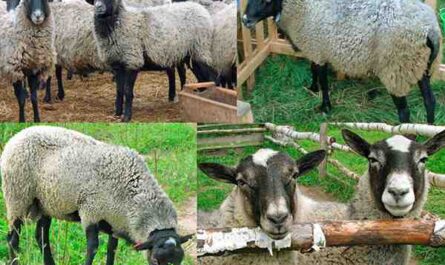 罗曼诺夫羊：特征、用途和品种信息