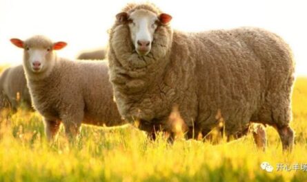 美利奴羊：特征、起源、用途和品种信息