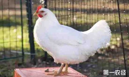 美国家禽品种：在美国饲养的鸡品种