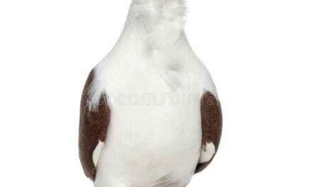 老德国猫头鹰鸽：特征和品种信息
