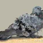 老荷兰卷尾鸽：特征和品种信息