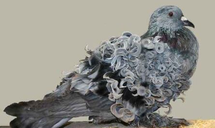 老荷兰卷尾鸽：特征和品种信息
