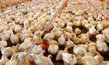 肉鸡养殖：开始肉鸡养殖业务指南