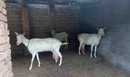肯尼亚的山羊养殖：初学者商业指南