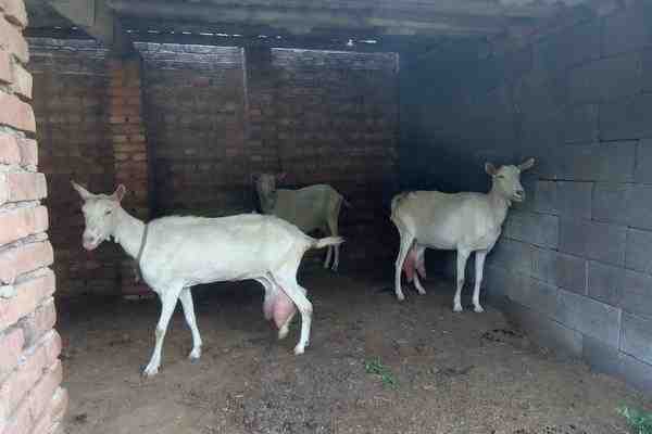 肯尼亚的山羊养殖：初学者商业指南