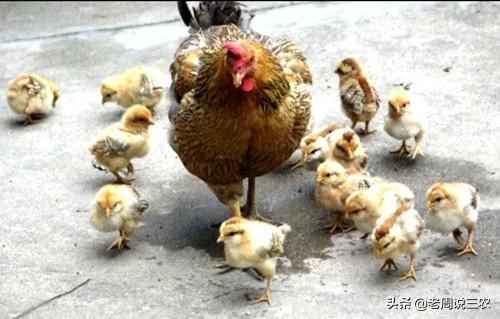 育雏母鸡：什么是育雏母鸡以及如何识别它