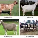 英国奶羊：特征、用途和品种信息