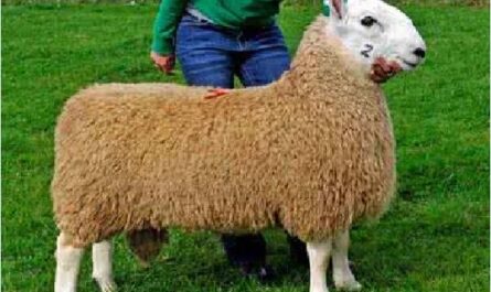 英国莱斯特羊：特征、用途和品种信息