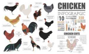 荷兰矮脚鸡：特征、气质和全品种信息