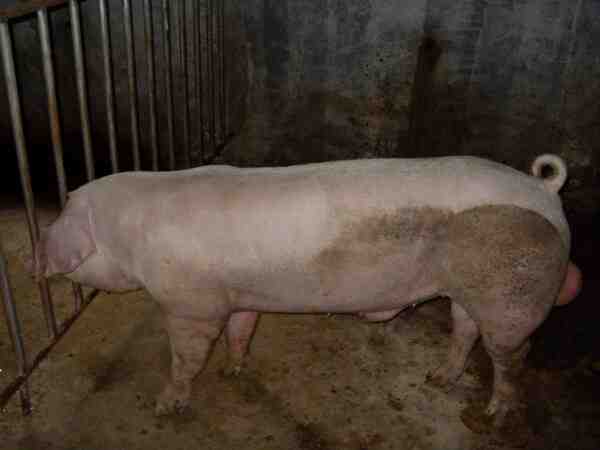 荷兰长白猪：特征、起源和品种信息
