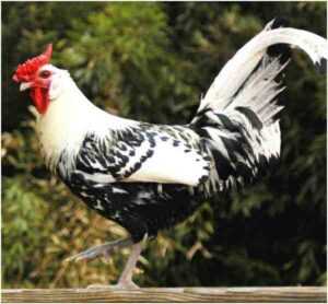 荷兰鸡：特征、气质和全品种信息