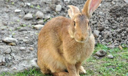 莱茵兰兔：特征、用途和全品种信息