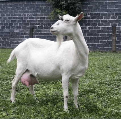 萨能山羊：特征、饲养、繁殖和护理技巧