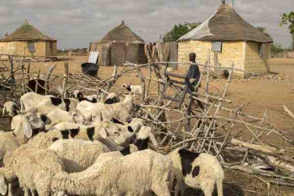 萨赫勒山羊养殖：初学者的创业计划