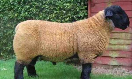 蒙塔代尔绵羊：特征、用途和品种信息
