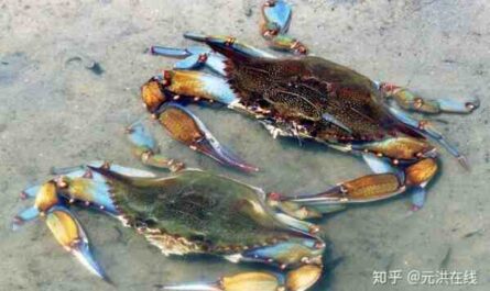 蓝蟹：特征、饮食、繁殖和用途