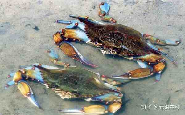 蓝蟹：特征、饮食、繁殖和用途