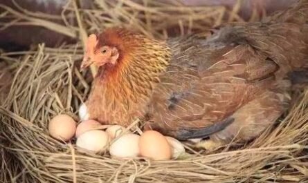 训练母鸡下蛋：如何训练母鸡下蛋
