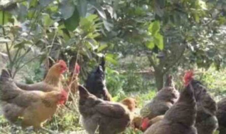 诺福克灰鸡养殖：初学者的创业计划