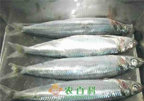 金条沙丁鱼：特征、饮食、繁殖和用途