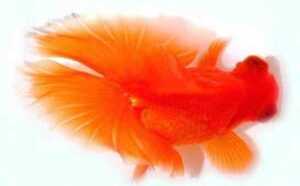 金鱼：特征、繁殖、起源、用途和寿命