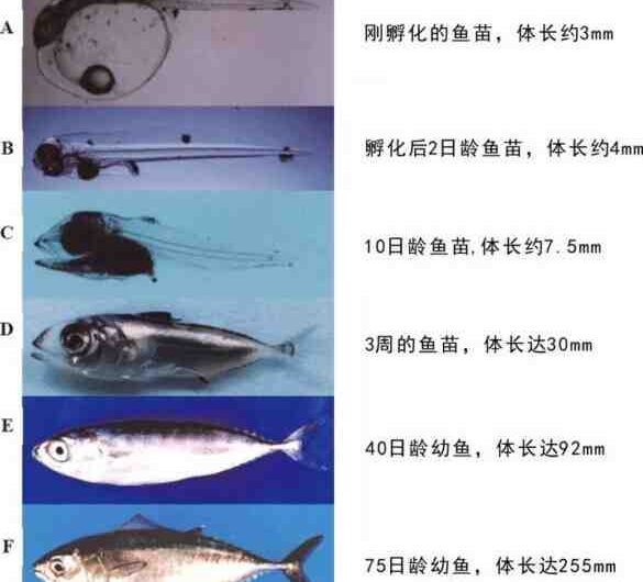 长鳍鱼：特征、饮食、繁殖和用途