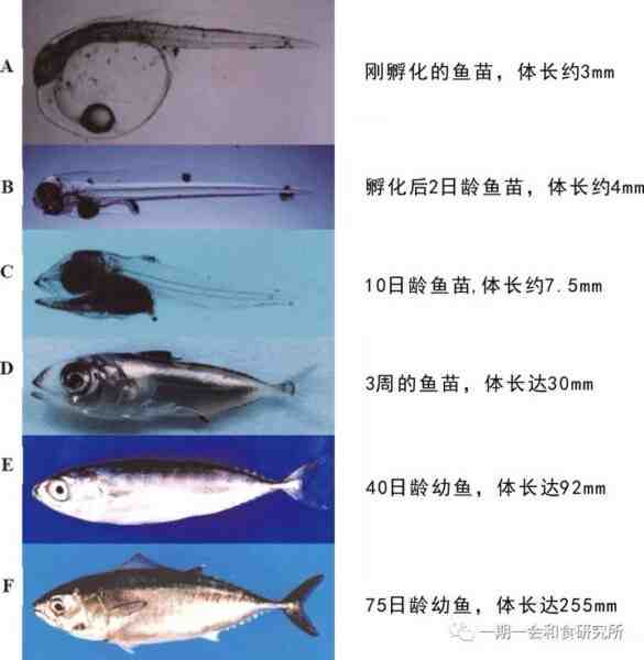 长鳍鱼：特征、饮食、繁殖和用途