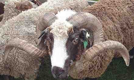 阿拉帕瓦羊：特征、起源、用途和品种信息