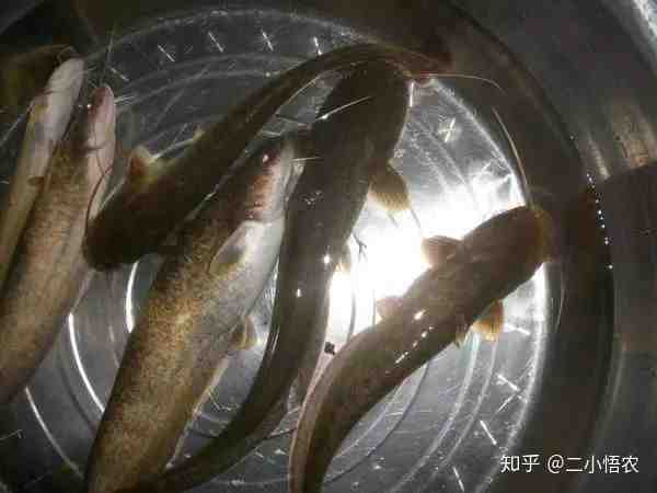 阿穆尔鲶鱼：特征、饲养、用途和繁殖