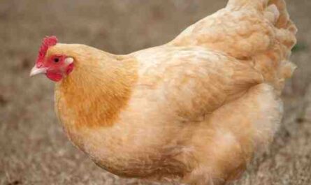 饲养 Buff Orpington 公鸡：如何饲养（初学者指南）
