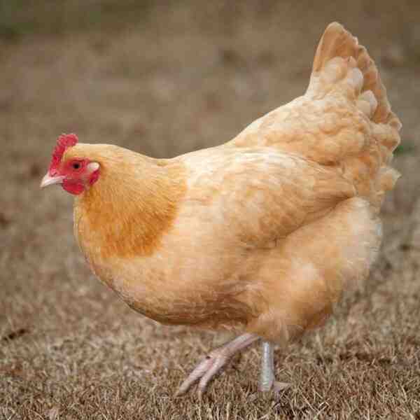 饲养 Buff Orpington 公鸡：如何饲养（初学者指南）
