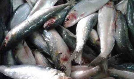马德拉沙丁鱼：特征、饮食、繁殖和用途