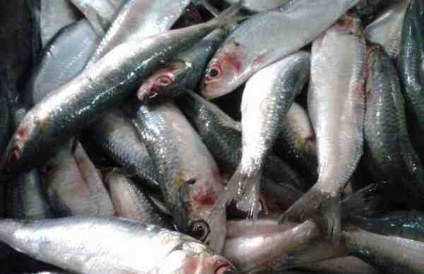 马德拉沙丁鱼：特征、饮食、繁殖和用途