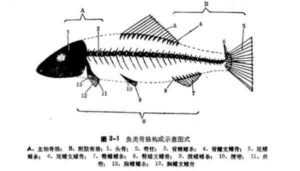 鱼类分类：鱼类科学分类