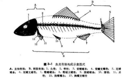 鱼类分类：鱼类科学分类
