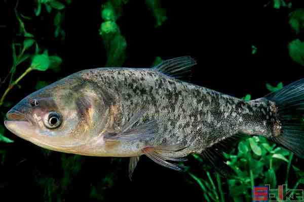 鳙鱼：特征、饲养和繁殖