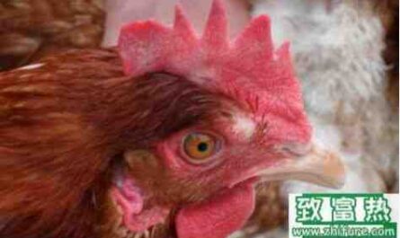 鸡痘病：如何控制疾病和拯救家禽