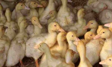鸭子养殖：如何像专业人士一样养殖鸭子