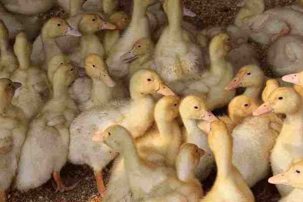鸭子养殖：如何像专业人士一样养殖鸭子