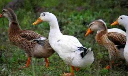 鸭瘟：如何控制疾病和拯救鸭子