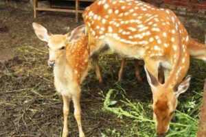 鹿饲料：喂鹿什么可以促进生长和健康