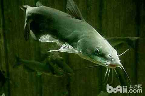 黄头鲶鱼：特征、饮食、繁殖和用途