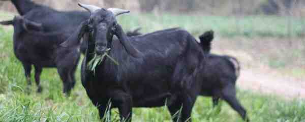 黑山羊：特征、育种、用途和养殖信息